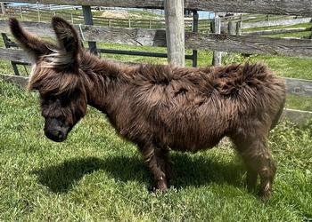 miniature donkeys