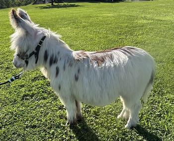miniature donkeys