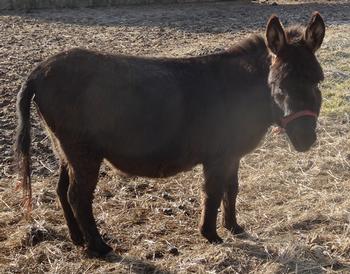 miniature donkeys
