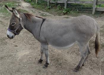 miniature donkeys