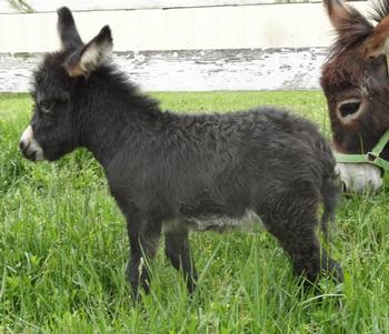 mini donkeys