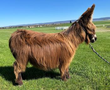 miniature donkeys