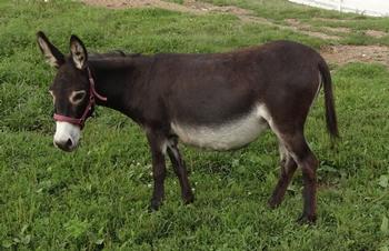 miniature donkeys