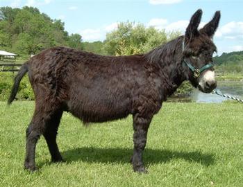 mini donkeys