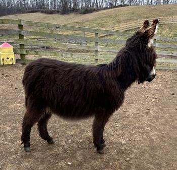 miniature donkeys
