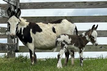 mini donkeys