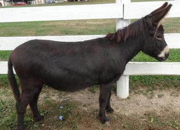 miniature donkeys