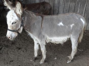 miniature donkeys