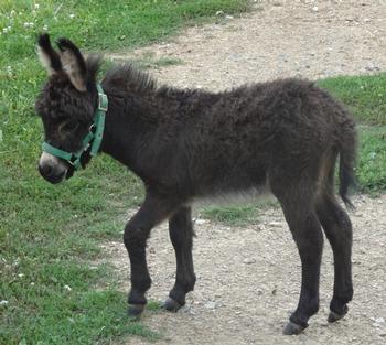 mini donkeys