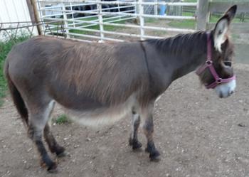 miniature donkeys