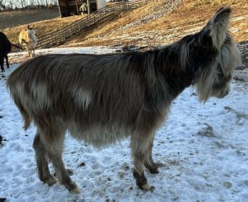 miniature donkeys