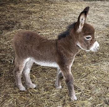 mini donkeys