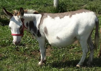 miniature donkeys