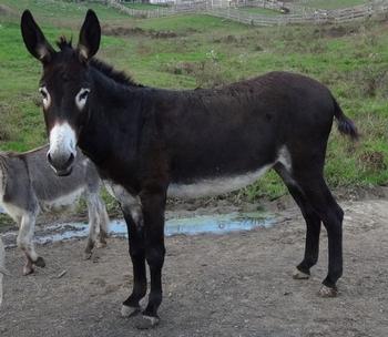 miniature donkeys