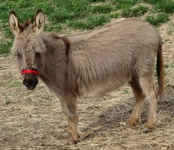 miniature donkeys