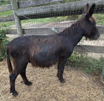 mini donkeys