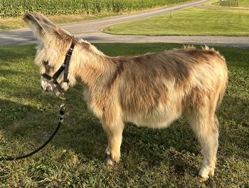 miniature donkeys
