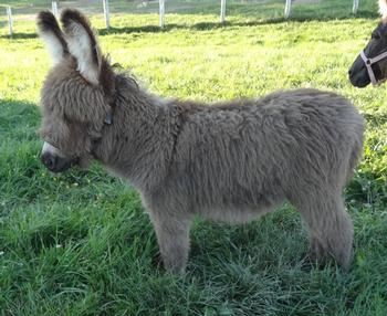 miniature donkeys