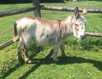 mini donkeys